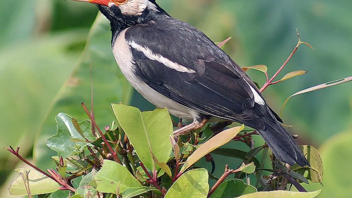 Tanda-tanda burung kicau sakit yang perlu diwaspadai