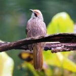 Jadwal mandi yang baik untuk burung kicau