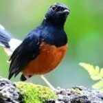 Perbedaan perawatan untuk burung kicau dewasa dan burung kicau bayi