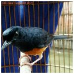 Cara menjinakkan burung kicau yang liar