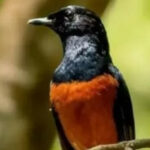 Tips merawat burung kicau agar sehat