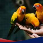 Makanan burung kicau yang sehat dan bergizi