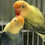 Cara merawat bulu burung kicau agar indah