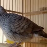 Cara merawat burung kicau agar rajin bunyi di pagi hari