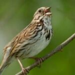 Manfaat memperdengarkan musik bagi burung kicau
