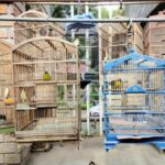 Burung jenis kicau beserta suaranya